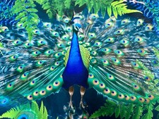 Royal peacock velvet - peacock,