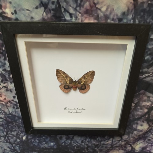 Pink silkmoth automeris - pink, (automeris