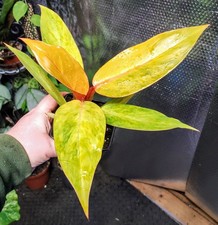 Philodendron Orange Marmalade