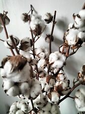 15 White Cotton Seeds - Gossypium Hirsutum - BUY ONE GET ONE FREE