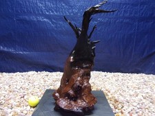 X-Large Driftwood Mounted on