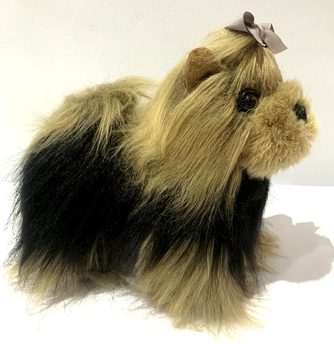 Yorkie yorkshire terrier - yorkshire, puppy