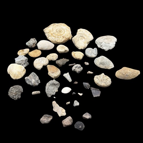 1kg british fossil mix - fossil,