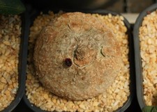 7.5cm  Adenia goetzei  WYSIWYG Caudex Feature