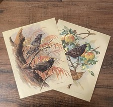 Basil Ede Vintage Bird Book