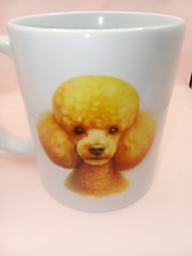 Lovely poodle dog - poodle,