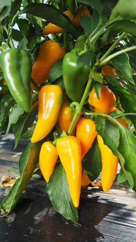 Pepper sweet yellow plug - pepper,