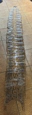 Rare Whole Python Snake Skin