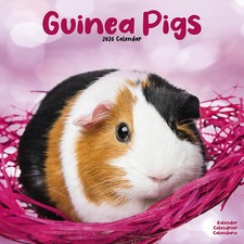 Guinea Pigs 2026 Calendar Gift