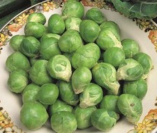 BRUSSEL SPROUT  EVESHAM SPECIAL  3.5 GRAMS