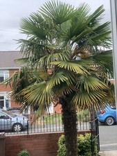 Trachycarpus fortunei, palm