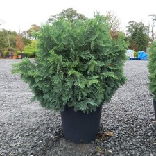 Juniperus Sabina Savin Juniper