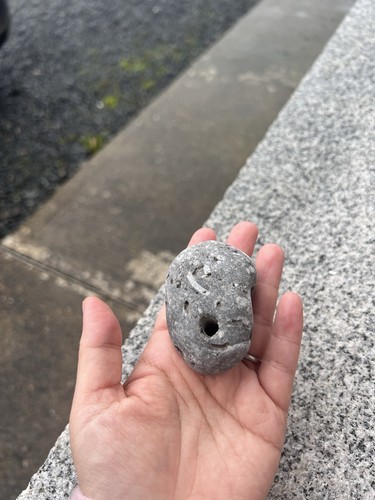 Handpicked fossil stone - handpicked, –
