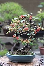 Bonsai Mulberry Tree Seeds -
