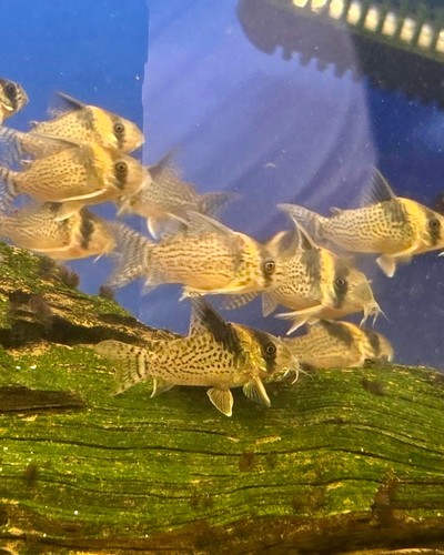 Cw027 fin spotted corydora - cw027,