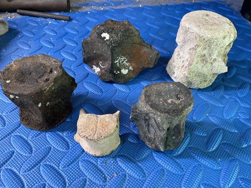 Lot whale vertebrae - of,