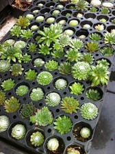 Sempervivum Collection -