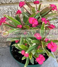 Thai Crown of Thorns Euphorbia