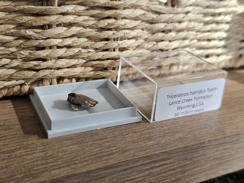 Triceratops tooth fragment - triceratops,