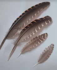 20 Woodcock feathers. A