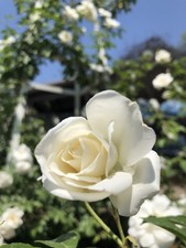'At Peace' Memorial Climbing Rose - Christmas Remembrance Rose Creamy White