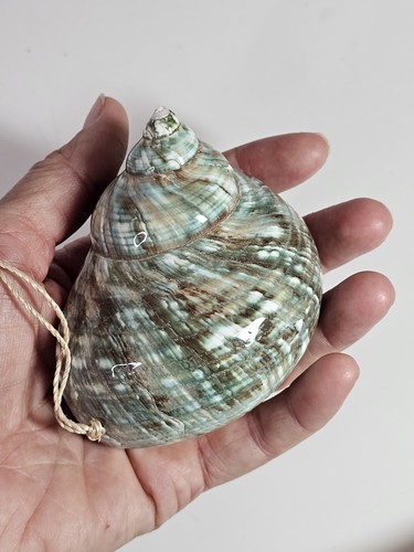 Polished large jade turbo - polished,