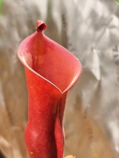 Heliamphora (Chimantensis x