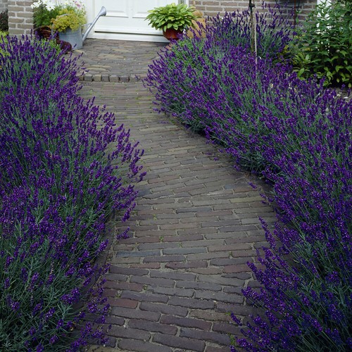 Lavender plug plants hidcote - plug, 'hidcote'