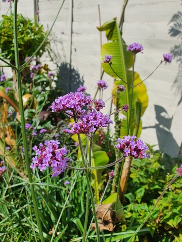 Verbena bonariensis hardy - verbena,