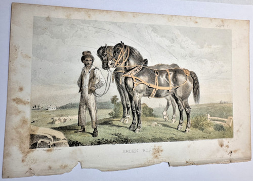 Antique arden draft horse - antique,