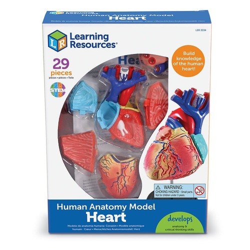 Learning resources human heart - learning,