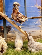 12+ Polish Chicken Hatching