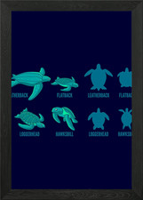 TYPES OF TURTLES Turtle Framed