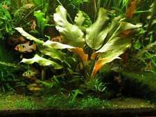 Cryptocoryne Blassii - Tropical Water Live Aquarium Plants