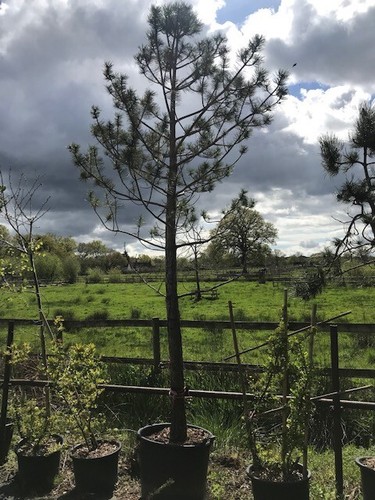Pinus sylvestris high - sylvestris,
