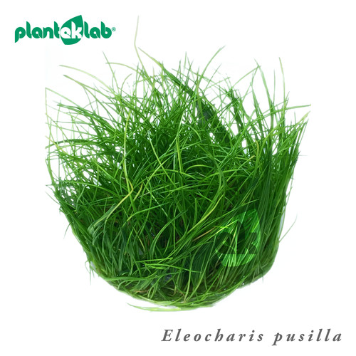 Eleocharis pusilla live - |,