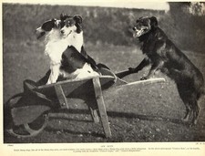 1930s Antique Welsh Sheepdog