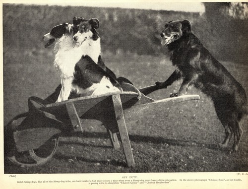 1930s antique welsh sheepdog - 1930s,