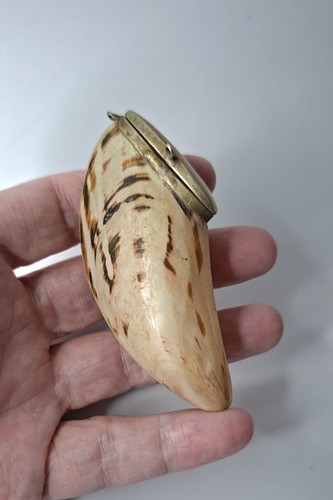 Antique cowrie shell - shell, snuff