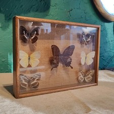 7 Antique Butterfly Specimen