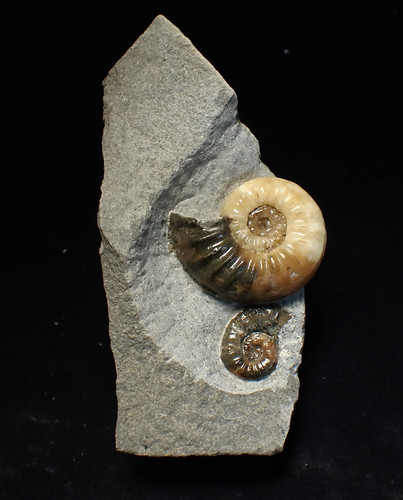 Asteroceras obtusum