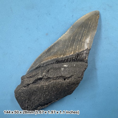 Authentic carcharodon - authentic,