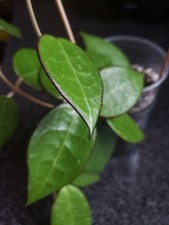 Hoya Verticilata Black Margin