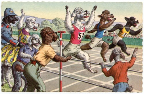 Humanized dog poodles - dog.,