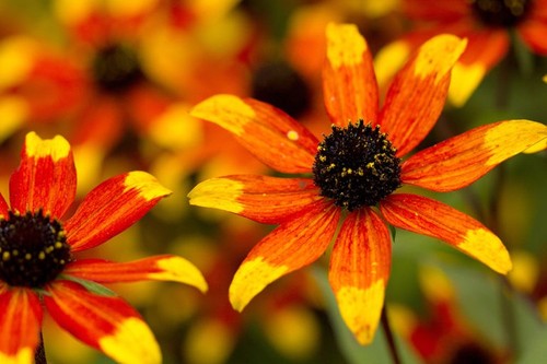 Rudbeckia coneflower - rudbeckia,