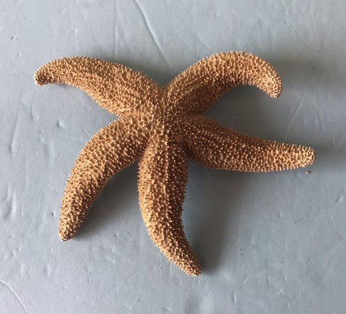Uniquely shaped naturally - shaped,