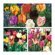 Tulip Mixed Parrot Flower