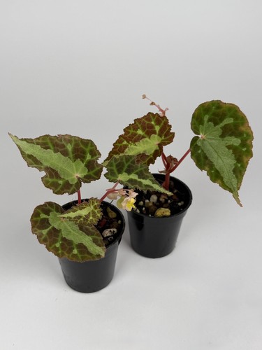 Begonia colorata rare - colorata,