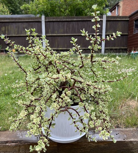 Portulacaria afra variegata - afra,