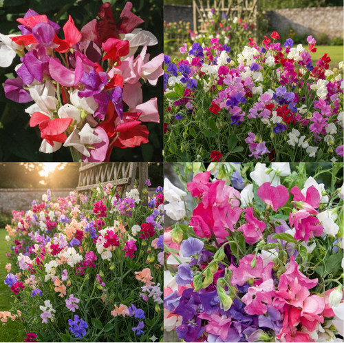 Sweet pea heaven giant - giant, wave